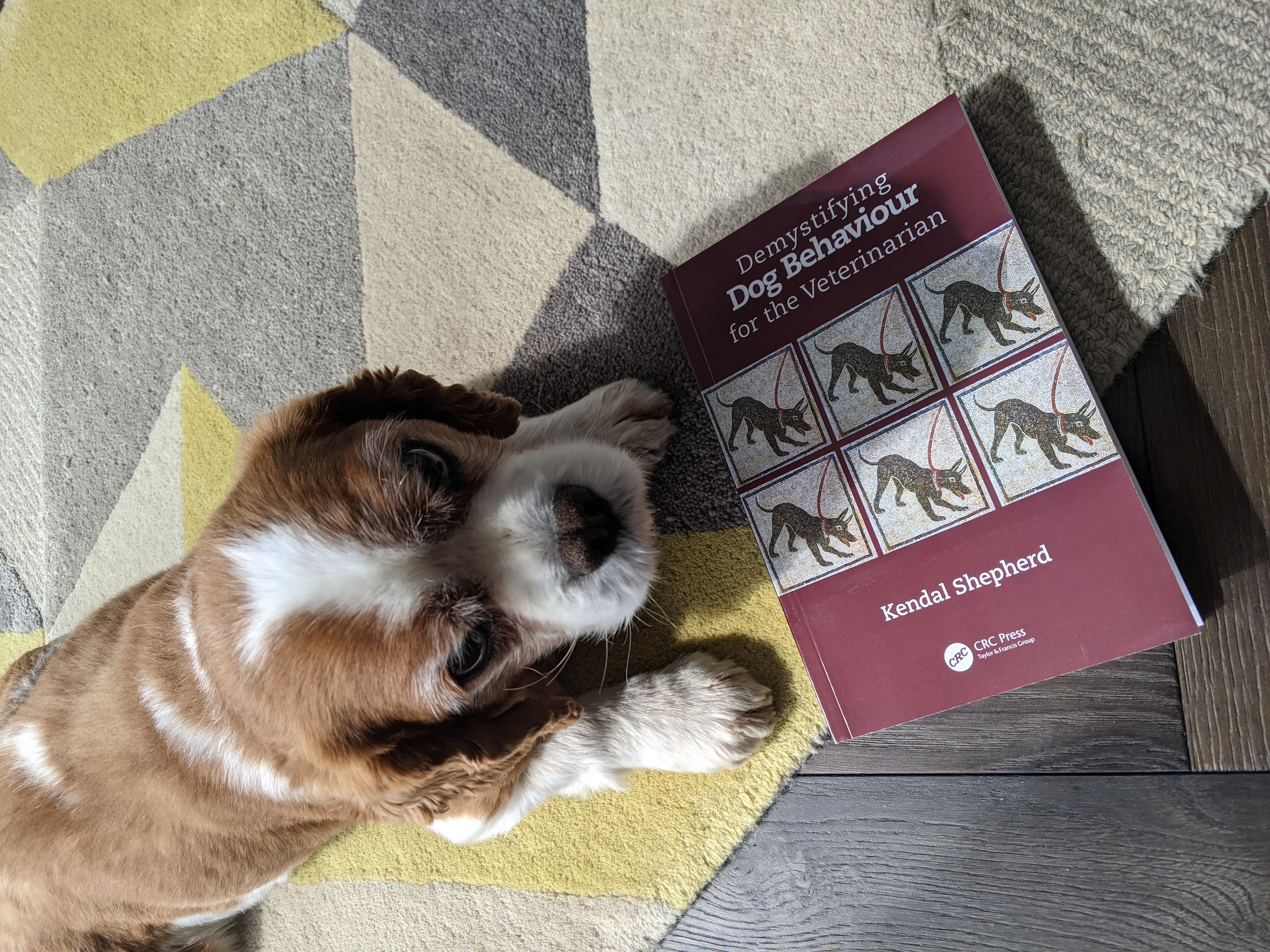 Demystifying Dog Behaviour with Kendal Shepherd – Alice Oven: Animal Welfare  & Ethics
