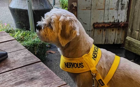 Our Shih Tzu mix wearing a high vis yellow 'Nervous' harness, sitting at a cafe table outdoors.