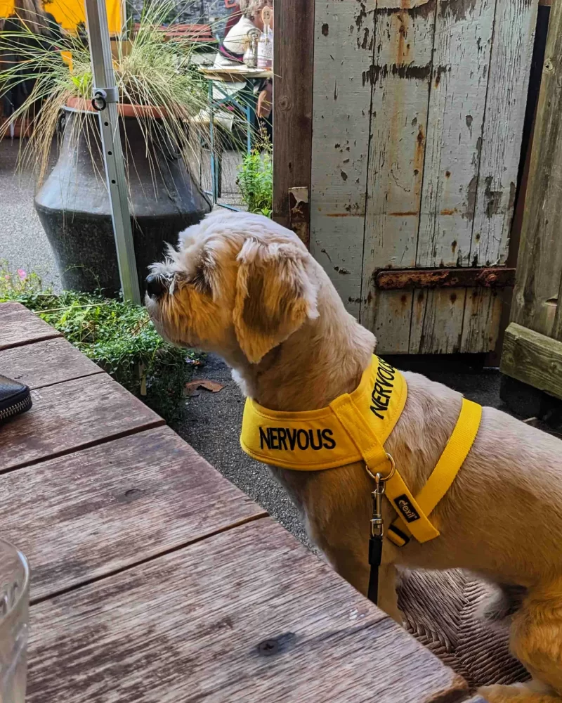 Our Shih Tzu mix wearing a high vis yellow 'Nervous' harness, sitting at a cafe table outdoors.